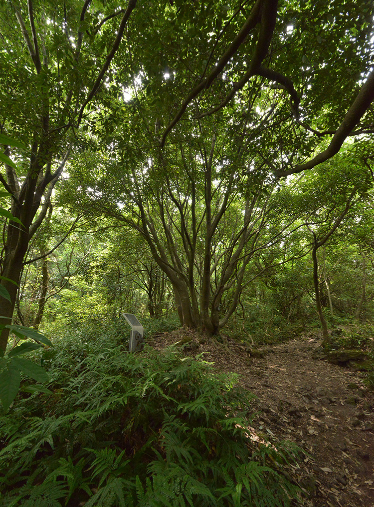 1 코스 곶자왈 사진