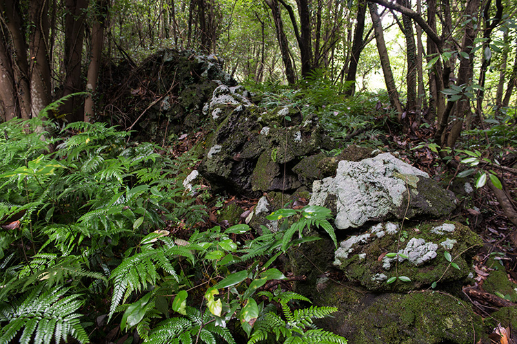 2 코스 곶자왈 사진