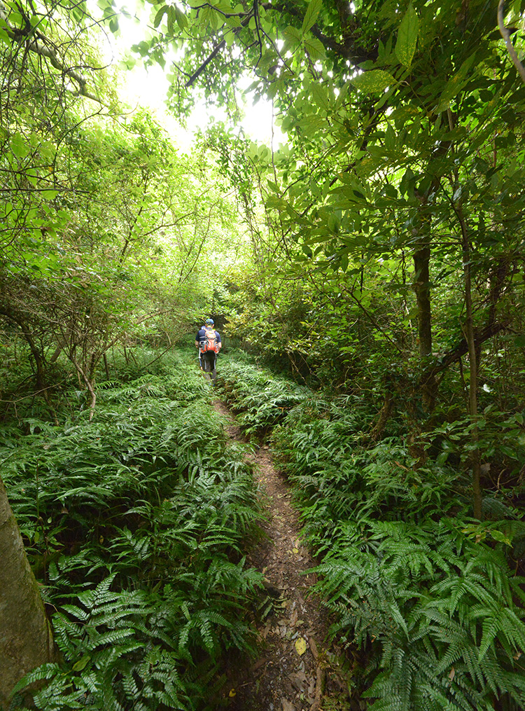 2 코스 곶자왈 사진