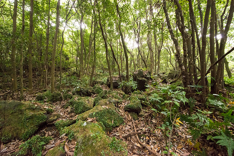 2 코스 곶자왈 사진