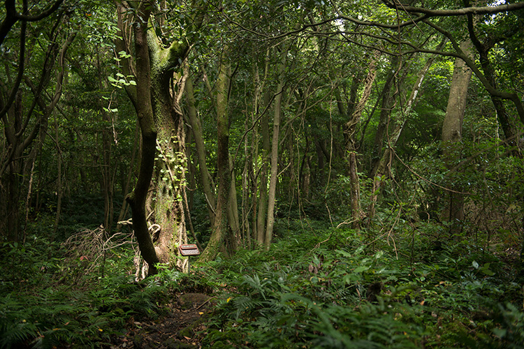 3 코스 곶자왈 사진