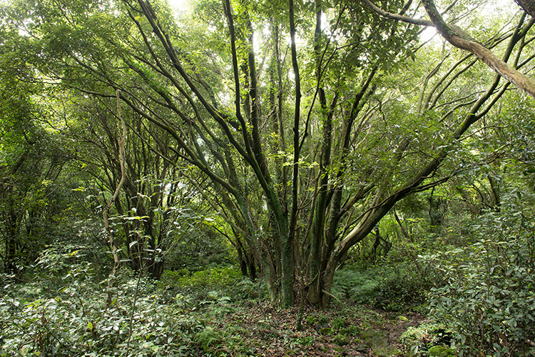 3 코스 곶자왈 사진