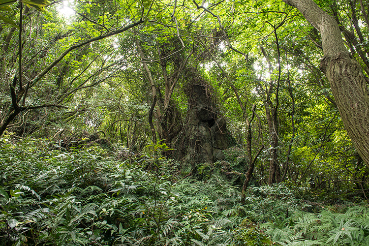3 코스 곶자왈 사진