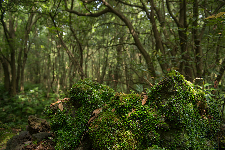 4 코스 곶자왈 사진
