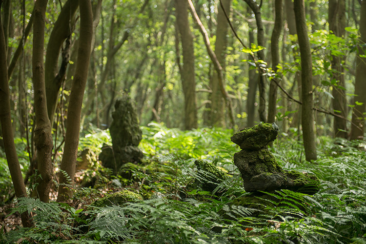 4 코스 곶자왈 사진