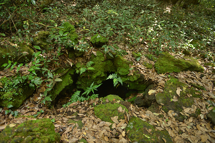 4 코스 곶자왈 사진