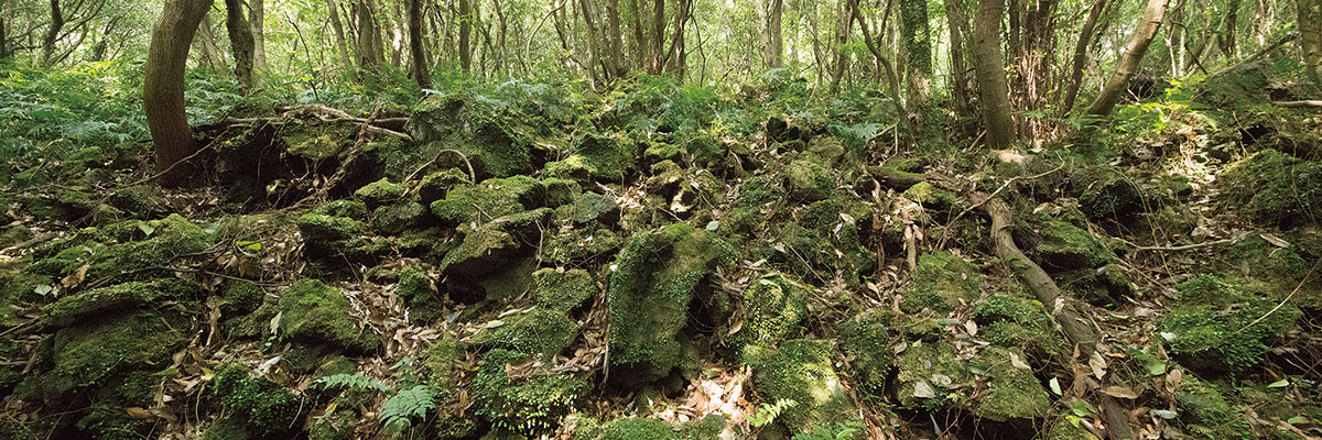 곶자왈의 암석들