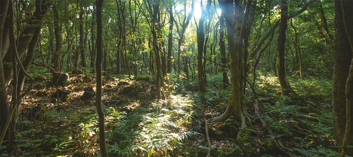 제주곶자왈도립공원