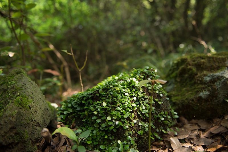 곶자왈 콩짜개식물