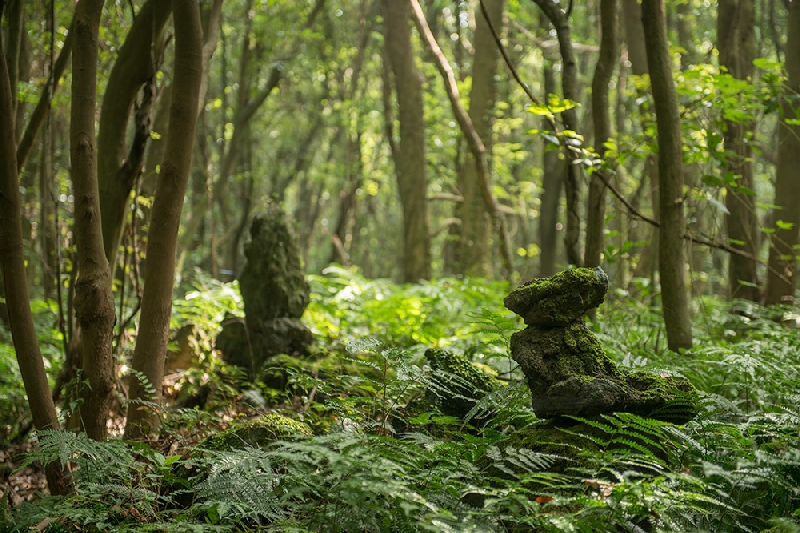 제주곶자왈도립공원