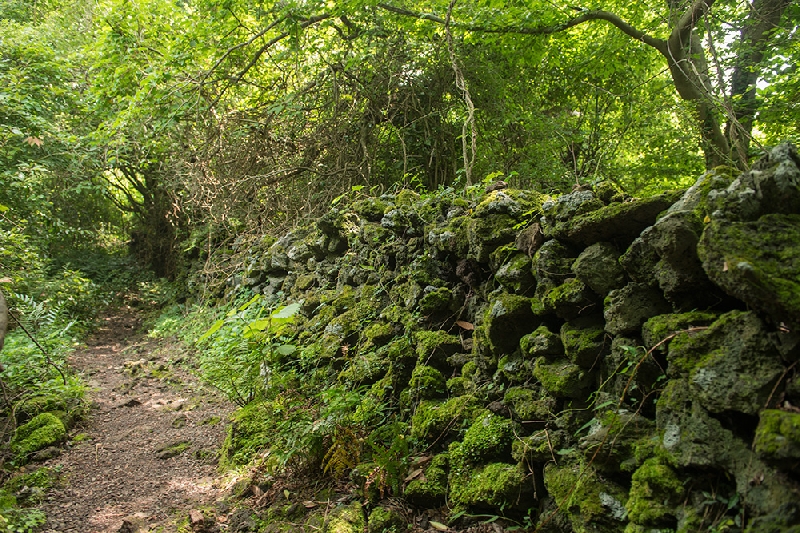 숯굳빌레 길 돌담
