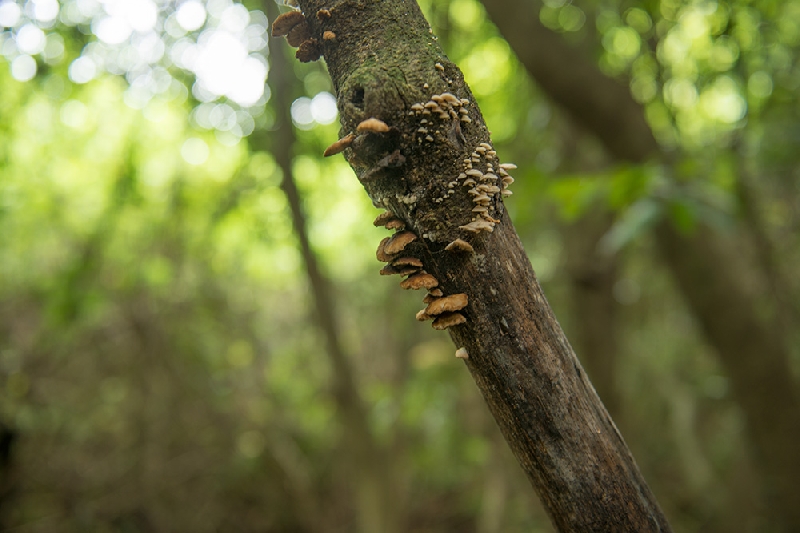 나무에 기생하는 버섯