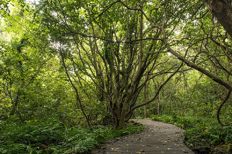 제주곶자왈도립공원
