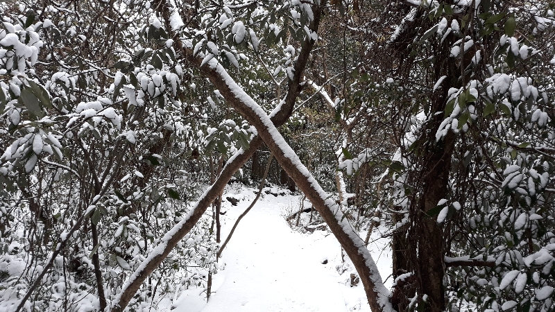 곶자왈 겨울풍경